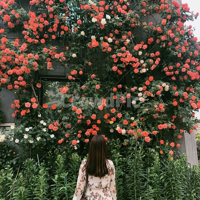 인물,뒷모습,여자,꽃,사람