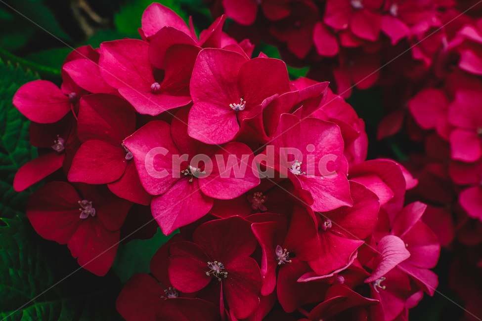 수국,꽃,빨간꽃,수국축제,영도,태종대,flower,redflower