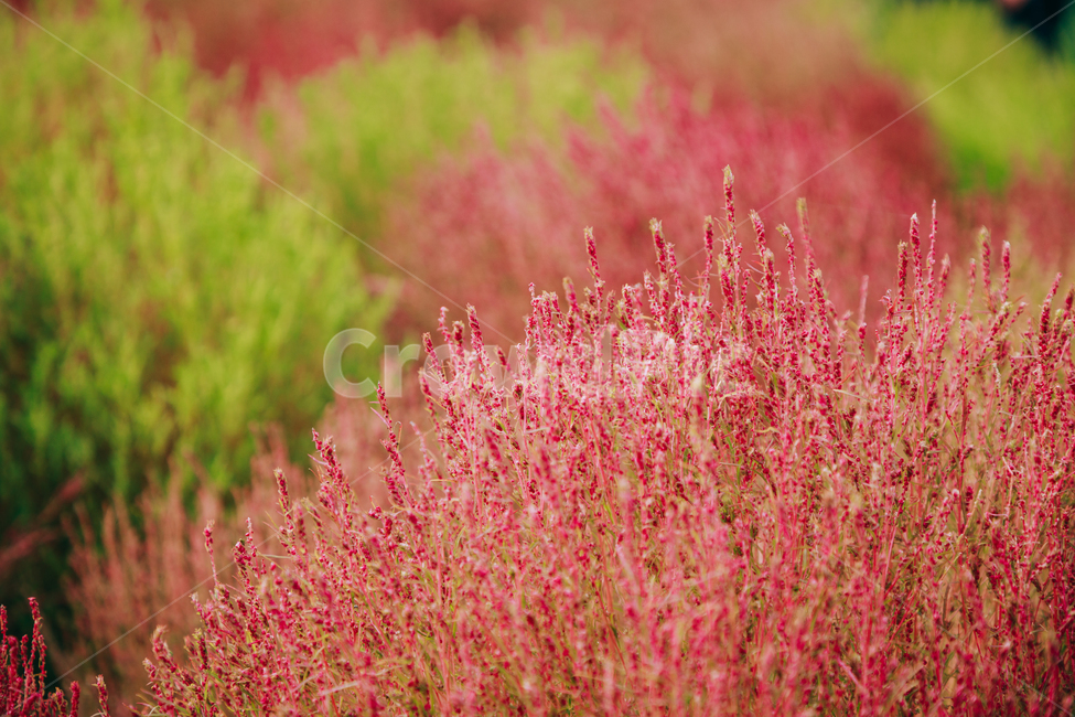 가을,식물,자연,분홍,댑싸리,코키아,가을,계절,fall,autumn,season,식물,자연,plants,nature,grass,잔디,plant