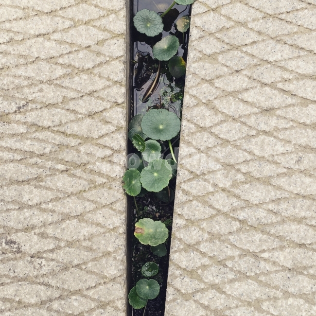 돌,돌바닥,연,수련,자연,풀,잎,식물,자연,plants,nature