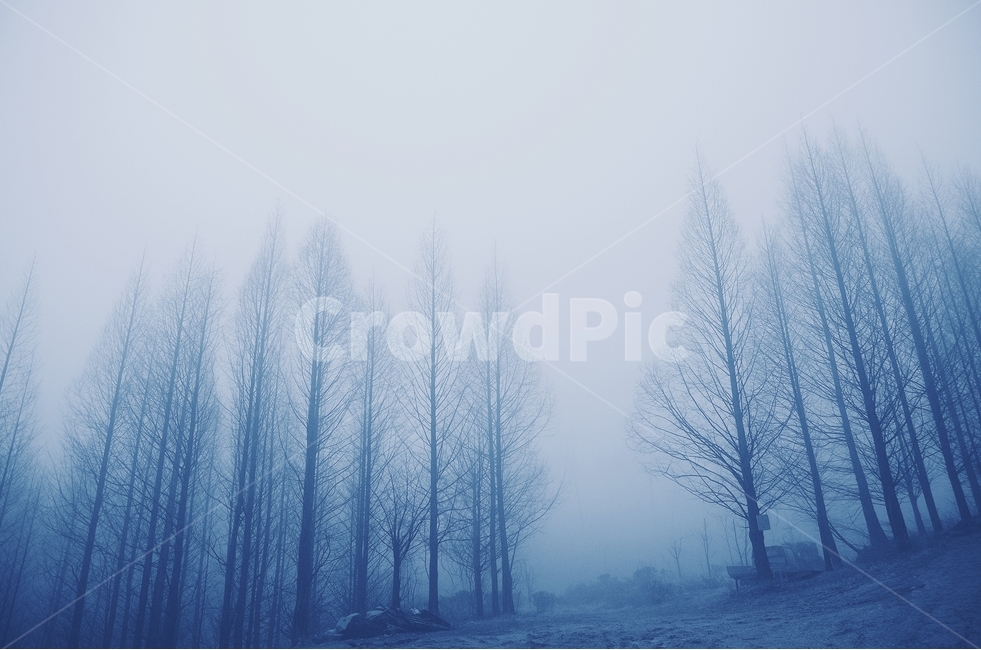 안개,아침,감성사진,나무,산책,자연,풍경,nature,landscape,감성,sensible,feeling,weather,날씨,outdoors,옥외