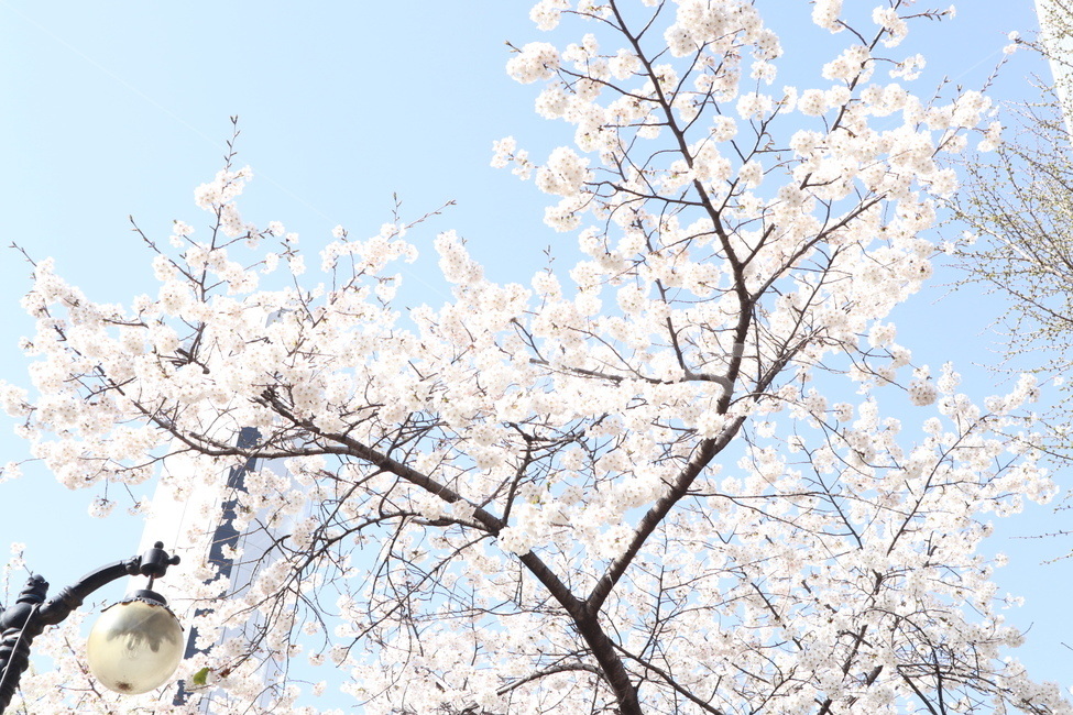 벚꽃,하늘,봄,꽃잎,나들이,봄,계절,spring,season,plant,식물,blossom,꽃,flower
