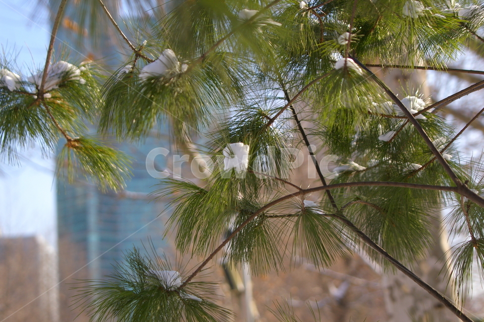 여의도공원,눈,눈내린후,쌓인눈,겨울,여의도,tree,나무,plant,식물