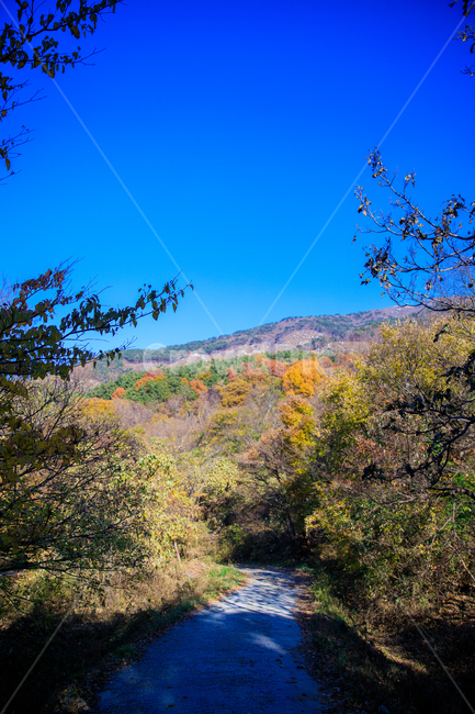 식물,나무,단풍,산,자연,plant,tree,단풍잎,가을,오솔길,가을풍경