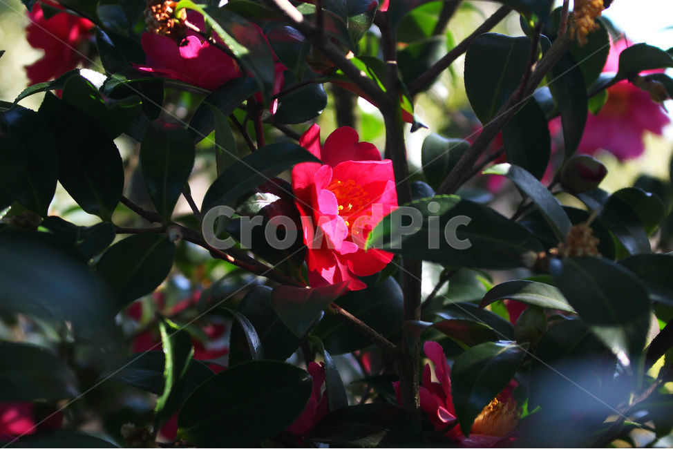 동백,동백꽃,꽃,감성사진,겨울,봄,하늘,자연,flower,sky,식물,자연,plants,nature,꽃,flower