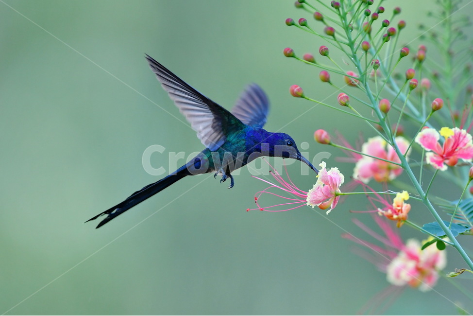 animal,동물,bird,새,벌새,hummingbird,동물,animal,조류,새,birds