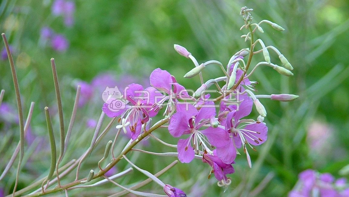 분홍바늘꽃,fireweed,바늘꽃과,epilobium,angustifolium,여러해살이풀,층상꽃차례,두메바늘꽃,큰바늘꽃,꽃,flower,blossom,plant,식물