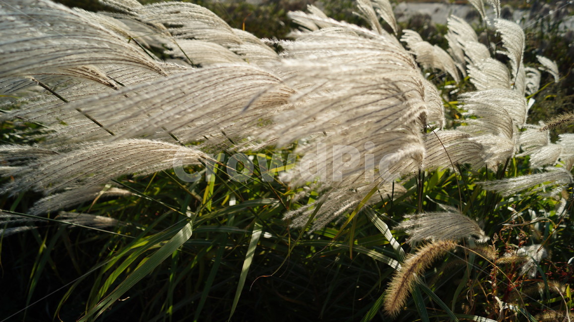 갈대,가을,녹색,하늘색,바람,식물,자연,plants,nature