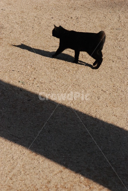 고양이,검은고양이,네로,그림자,shadow,길냥이,지나가다,black,catwalk,캣워크,도도함,동물,animal,포유류,mammal,고양이,cat,kitten,kitty