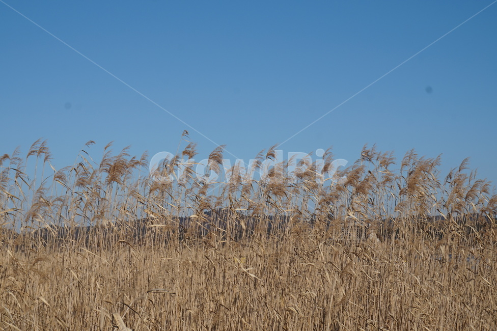 억새,갈대,억새밭,갈대밭,가을갈대,가을,계절,fall,autumn,season,자연,풍경,nature,landscape,grass,잔디,plant,식물,lawn