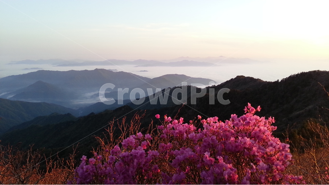 지리산,천왕봉,운해,지리십경,일출,진달래,자연,풍경,nature,landscape,한국자연풍경,한국자연경관,korea nature landscape,outdoors,옥외,mountain range,산맥,mountain,산