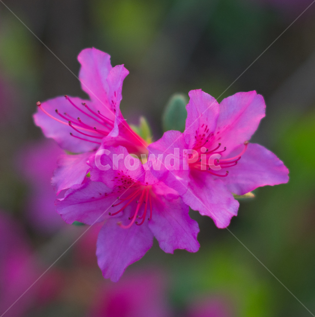 진달래,봄꽃,꽃,꽃나무,springflowers,flowers,aflowertree,azalea