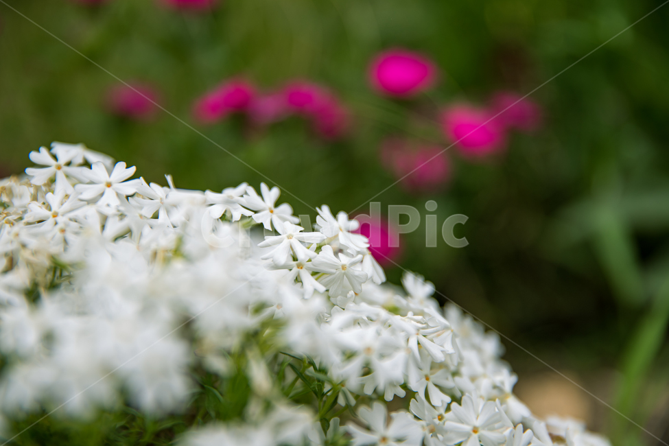 식물,꽃,plant,flower,blossom,식물,자연,plants,nature,꽃,flower