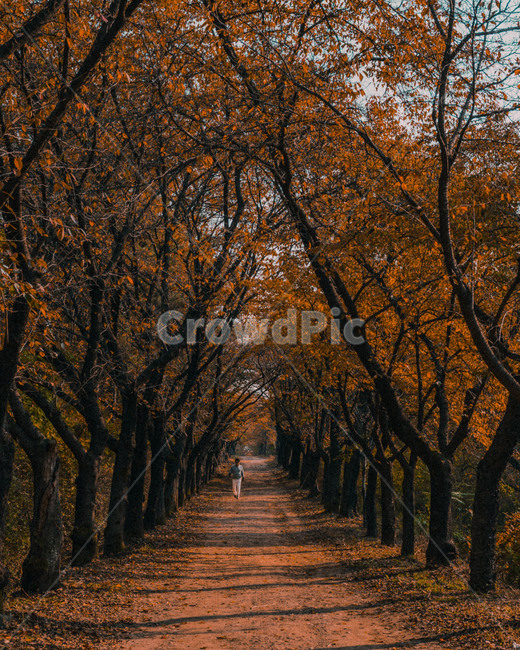 가을,낙엽,주황색,나무,길,겨울,가을,계절,fall,autumn,season,자연,풍경,nature,landscape,tree,plant,식물,tree trunk,나무 줄기