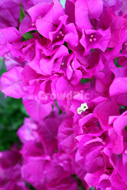 꽃,flowers,봄,식물,계절,정원,꽃밭,컬러풀,클로즈업,자연,꽃잎,가드닝,텃밭,아름다움,뷰티,백그라운드,배경,배경이미지,분홍,분홍꽃,핑크,식물,자연,plants,nature,꽃,flower