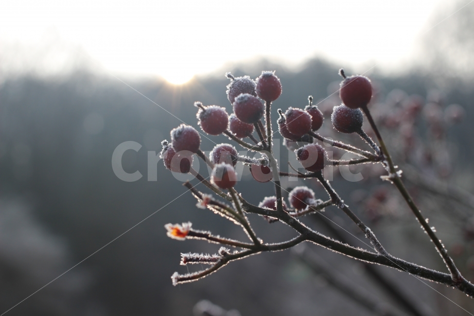 일출,겨울,열매,아침,자연,시골,양평,나무,식물,눈,얼음,겨울,계절,winter,season,음식,식재료,요리,food,cook,meal,dishes,food reserves,과일,열매,fruit