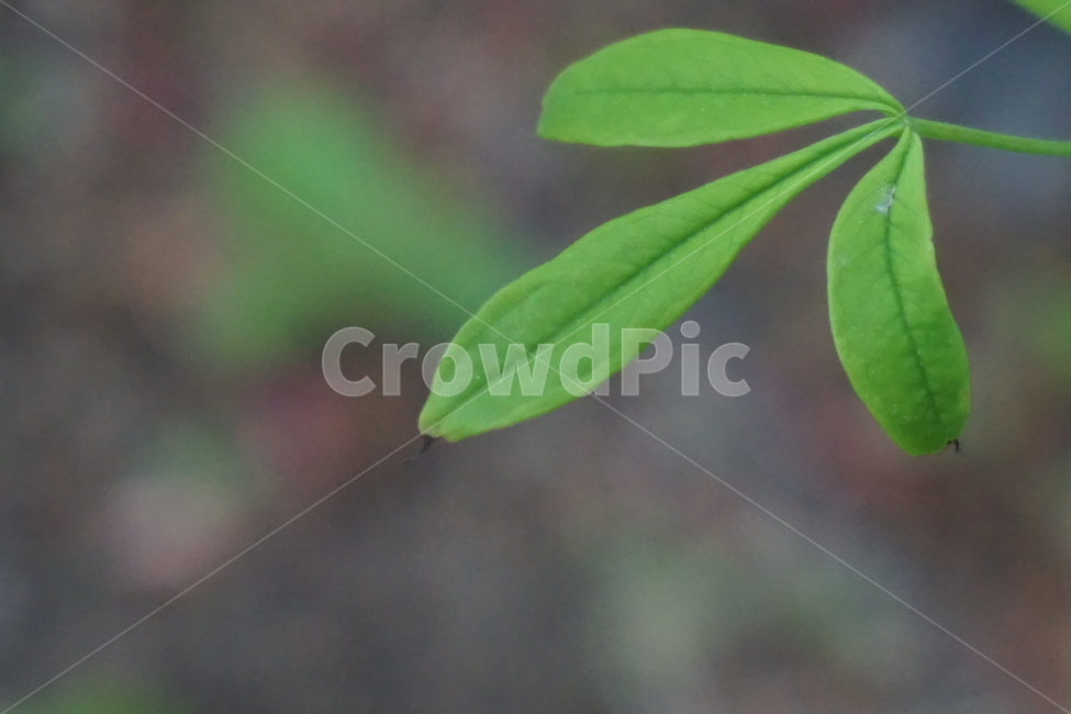 봄,새순,여린잎,4월,나뭇잎,풀잎,자연,생기,싱그러움,식물,자연,plants,nature