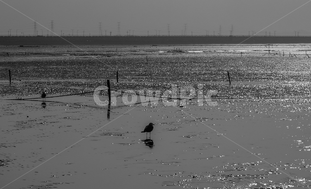새,bird,animal,동물,바다,갈매기,흑백,갯벌,동물,animal,조류,새,birds