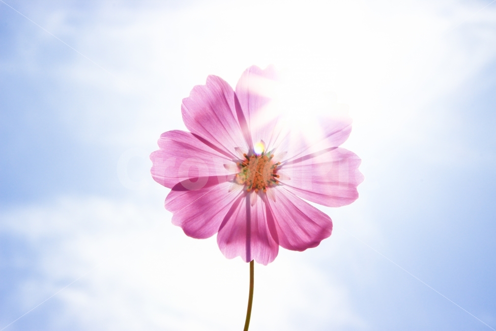 꽃,햇빛,코스모스,눈부신,역광,flower,sunshine,pink,cosmos,blossom,bloom,glaring,가을,계절,fall,autumn,season,식물,자연,plants,nature,꽃,flower,감성,sensible,feeling,색깔,색상,색채,색감,color sense,color sensitivity,feeling of color,plant,petal,꽃잎