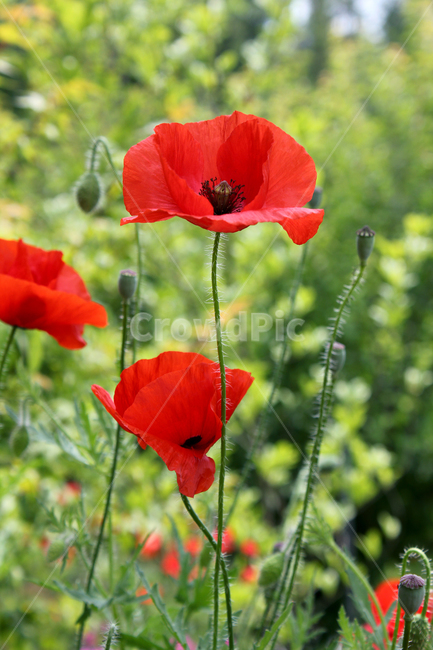 flora,flower,fresh,green,meadow,natural,plant,poppy,red,양귀비꽃,양귀비,화초양귀비,꽃,빨간색,빨강,레드,신선한,그린,정원,식물,자연,식물,자연,plants,nature,꽃,flower