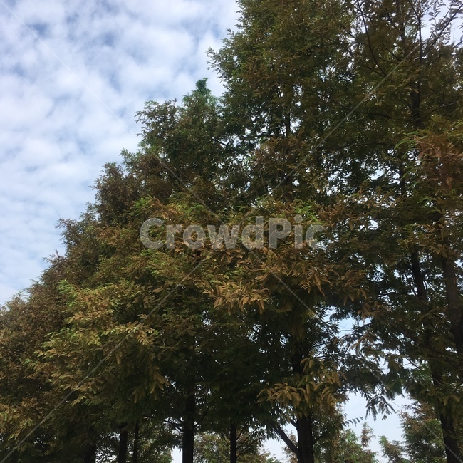 tree,나무,plant,식물,숲길,풍경,자연,풍경,nature,landscape