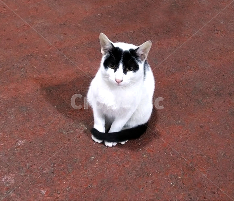 고양이,꼬리휘감음,쳐다봄,앉음,길냥이,꼬리,휘감음