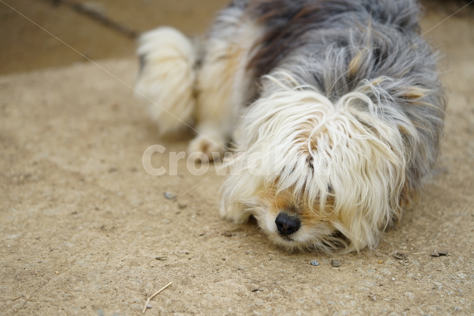 강아지,개,동물,애니멀,애완동물,dog,반려견,동물,animal,포유류,mammal,개,강아지,dog,doggy