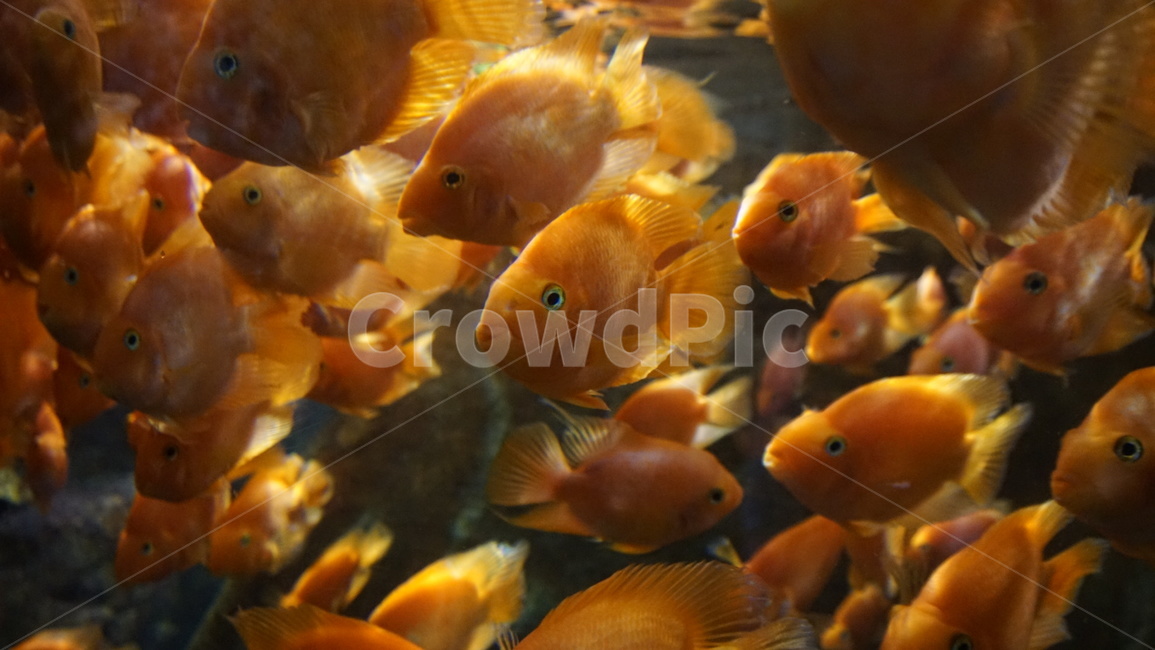 물고기,어류,수족관,동물,헤엄,수조,fish,아쿠아리움,동물,animal,어류,물고기,fish