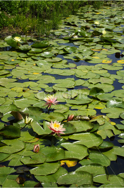 연못,수련,수생식물,식물,자연,꽃,flower,color,식물,자연,plants,nature,꽃,flower