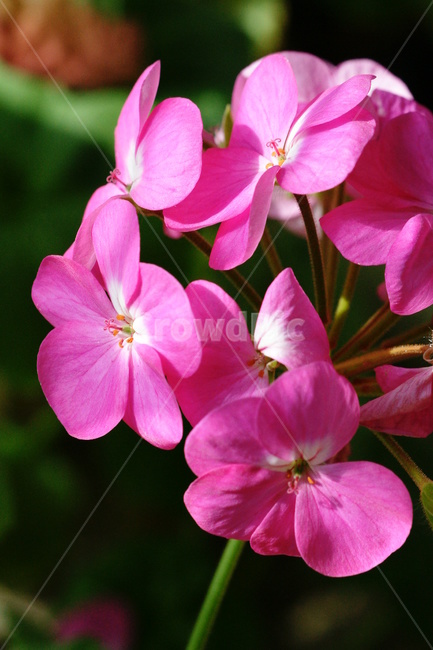 제라늄,꽃,흰꽃,식물,분홍색,식물,자연,plants,nature,꽃,flower