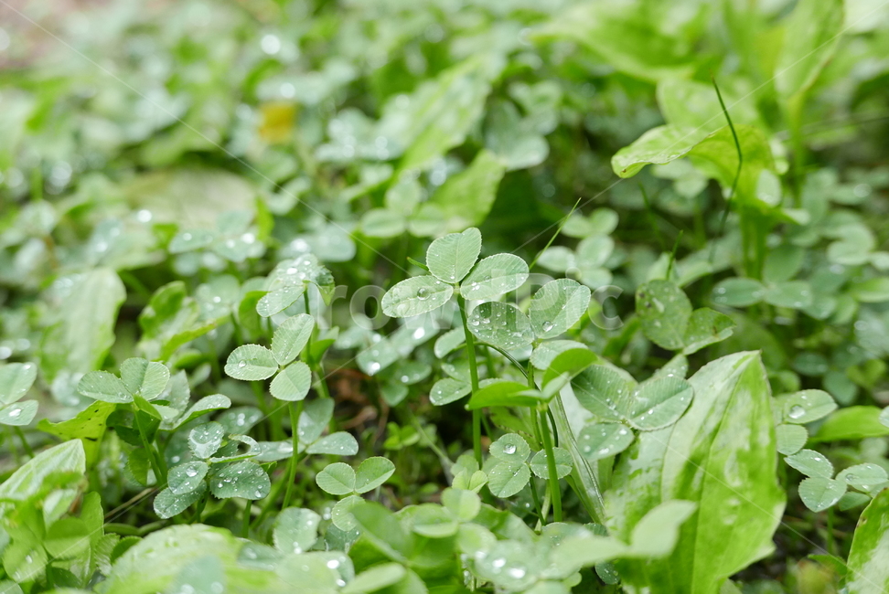 세잎클로버,식물,자연,plants,nature,clover