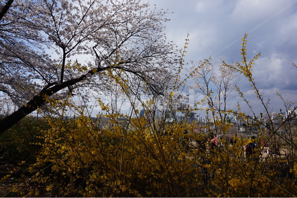 벚꽃,개나리,봄,하늘,나무,봄,계절,spring,season,식물,자연,plants,nature,꽃,flower,나무,trees,wood