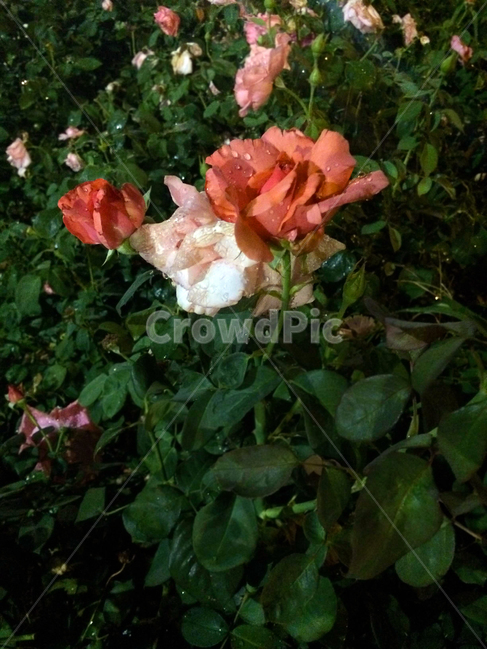 꽃,장미,장미꽃,다홍색,rose,선홍색,분홍색,cherryred,pink,scarlet,이슬,물방울,비,어두운