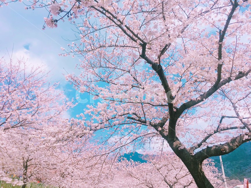 진해,봄,꽃,벚꽃,풍경,배경,하늘