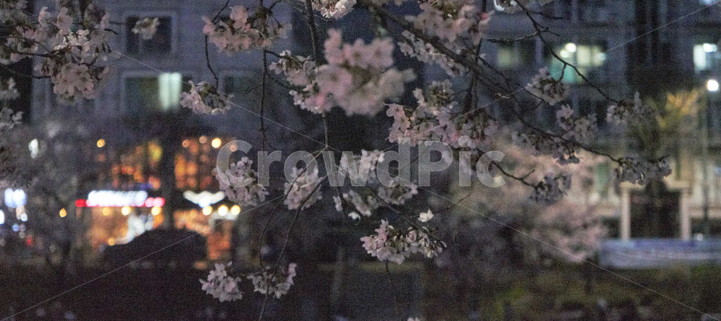 벚꽃,밤벚꽃,벚꽃놀이,봄꽃,꽃,꽃놀이,flower