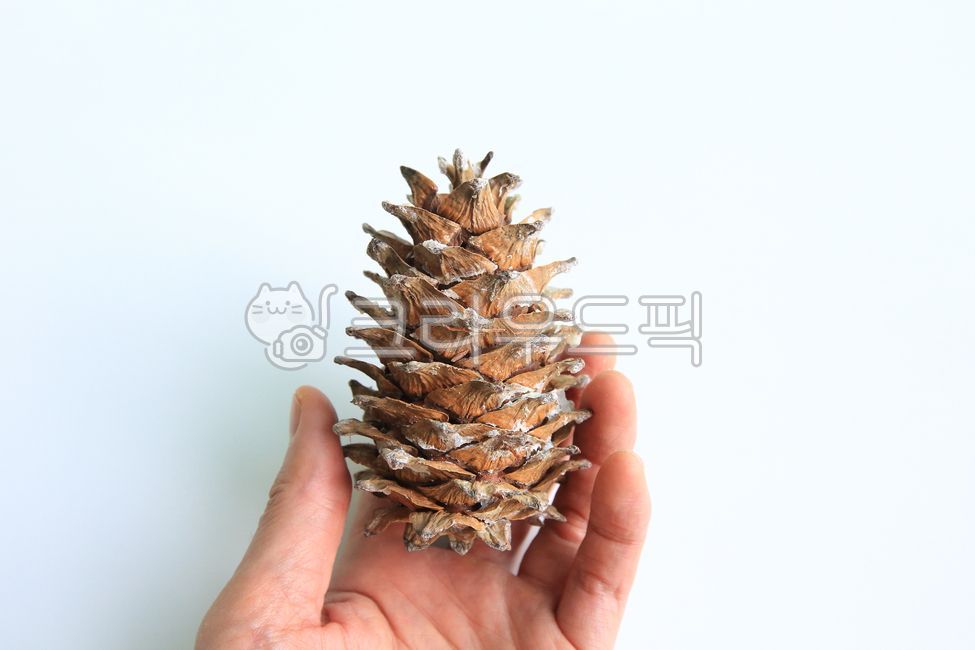 잣송이,열매,가을열매,견과류,농작물,hand,finger,person,사람,human,인간,잣,brown,갈색,잣나무,자연,식물,식재료,잣열매,음식,구과식물,씨앗,씨,식품,배경,잣씨앗,가을,간식,tree,plant,food,fruit