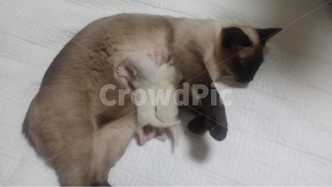 샴고양이,모유,모성애,siamesecat,갓태어난고양이,breastfeeding,동물,animal,포유류,mammal,고양이,cat,kitten,kitty