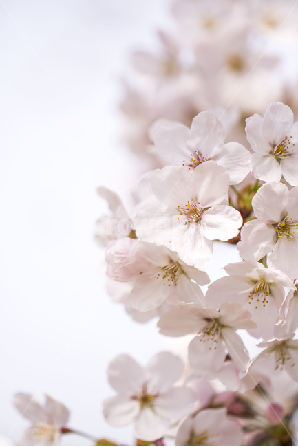 벚꽃,벚나무,꽃,봄,봄꽃,가지,나무,시즌,플라워,배경,풍경,야외,생화,식물,백그라운드,봄,계절,spring,season,식물,자연,plants,nature,꽃,flower,plant