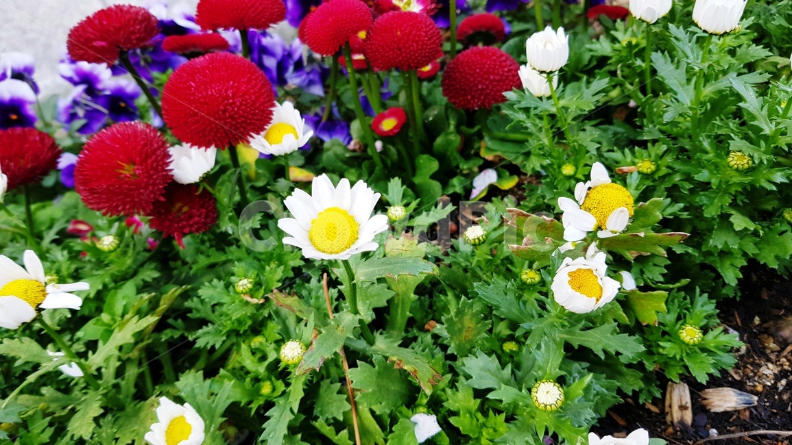 꽃,풍경,컬러풀,정원,가든,원예,자연,화단,식물,자연,plants,nature,꽃,flower