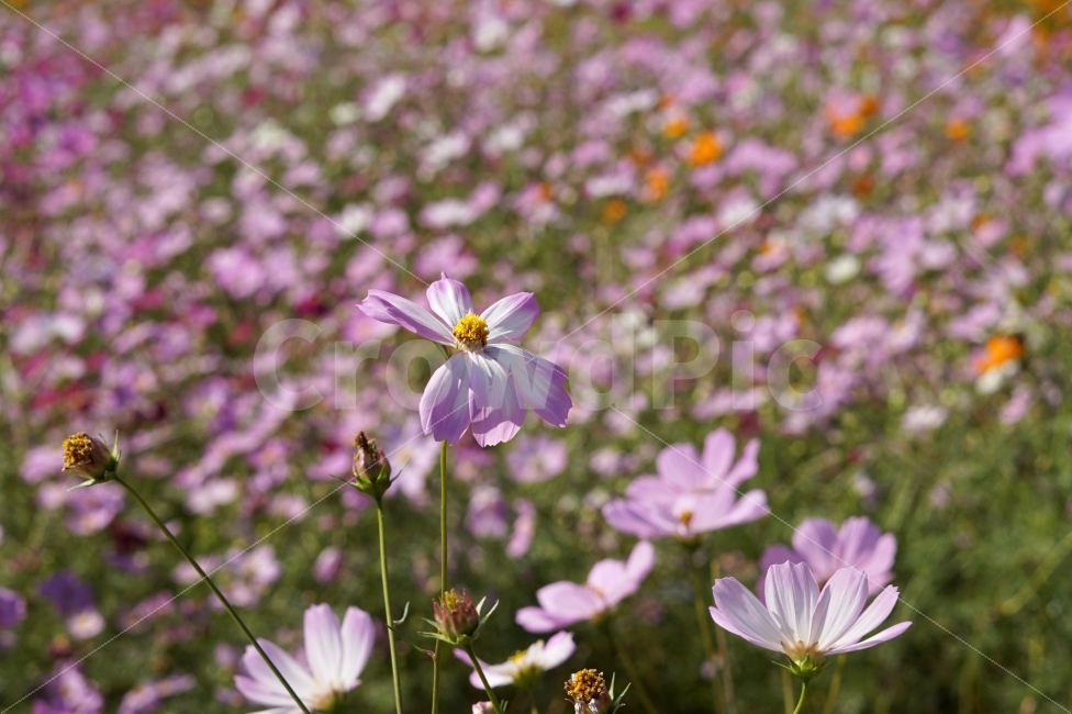 가을,꽃,코스모스,fall,autumn,folower,cosmos,풍경,계절,season,산책,가을,계절,fall,autumn,season,식물,자연,plants,nature,꽃,flower,plant,anemone,아네모네,blossom,petal,꽃잎