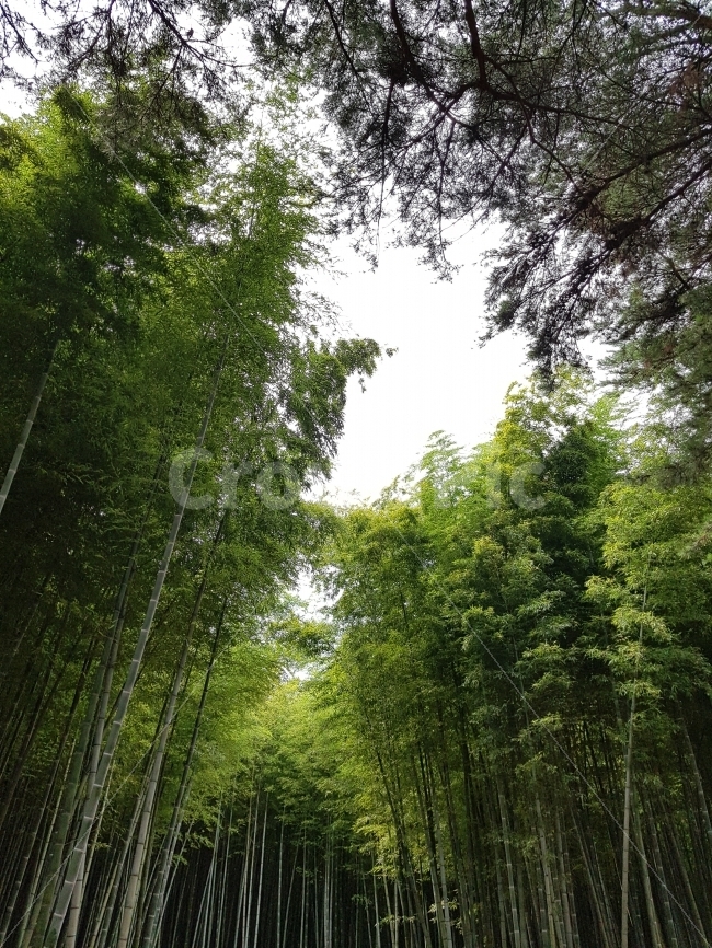 아홉산숲,대나무,부산,여행,산책,풍경,힐링,휴식,자연,풍경,nature,landscape,식물,plants,나무,trees,wood,plant