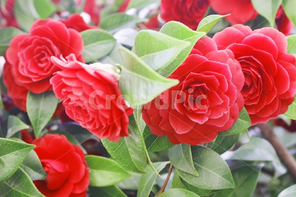 동백꽃,꽃,겨울,감성사진,자연,봄꽃,spring,flower,flowers,red,green,blossom,plant,식물,식물,자연,plants,nature,꽃,flower
