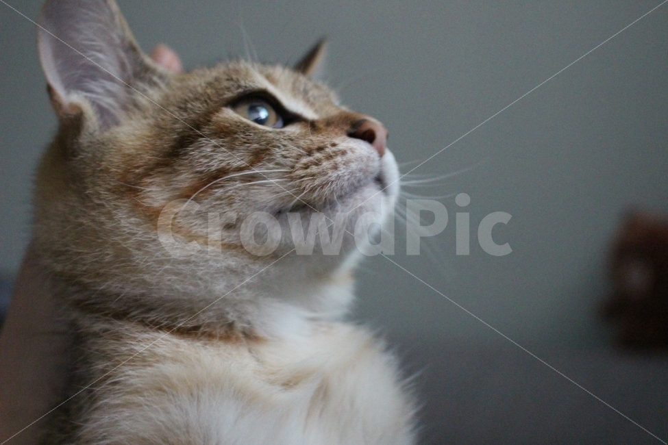 고양이,반려동물,유기묘,길냥이,애완동물,cat,pet,kitten,아기고양이,코숏,코리안숏헤어,동물,animal,고양이,cat,kitten,kitty,포유류,mammal