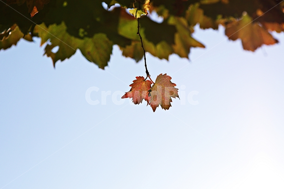 단풍,낙엽,잎,나무잎,가을,식물,자연,계절,색상,색감,칼라,가을,계절,fall,autumn,season,식물,자연,plants,nature,leaf,plant