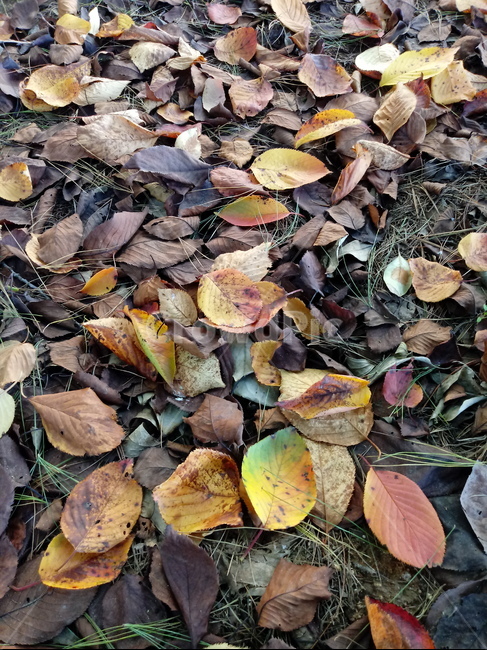 낙엽,단풍,가을,leaf,잎,나뭇잎,가을,계절,fall,autumn,season,식물,자연,plants,nature,plant,ground,바닥,fungus,진균류