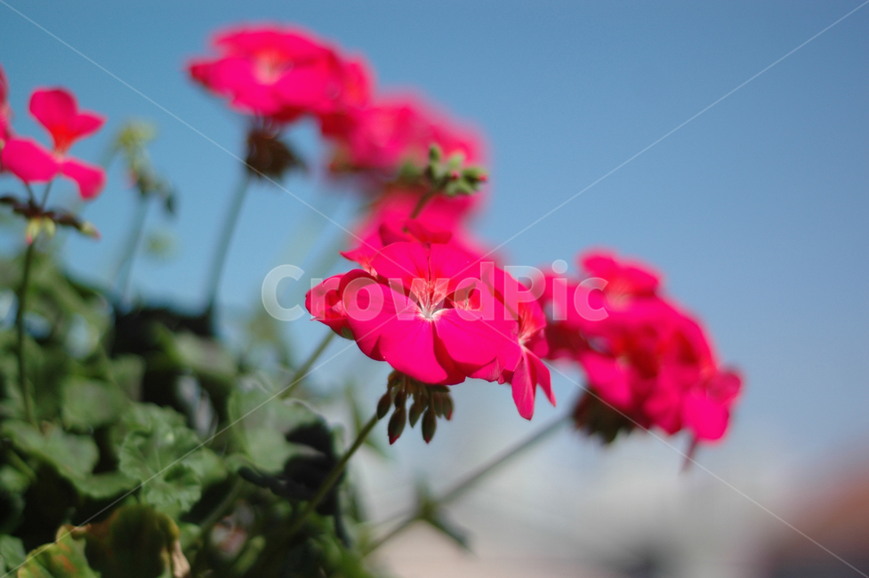 plant,식물,flower,blossom,꽃,geranium,제라늄,아웃포커싱