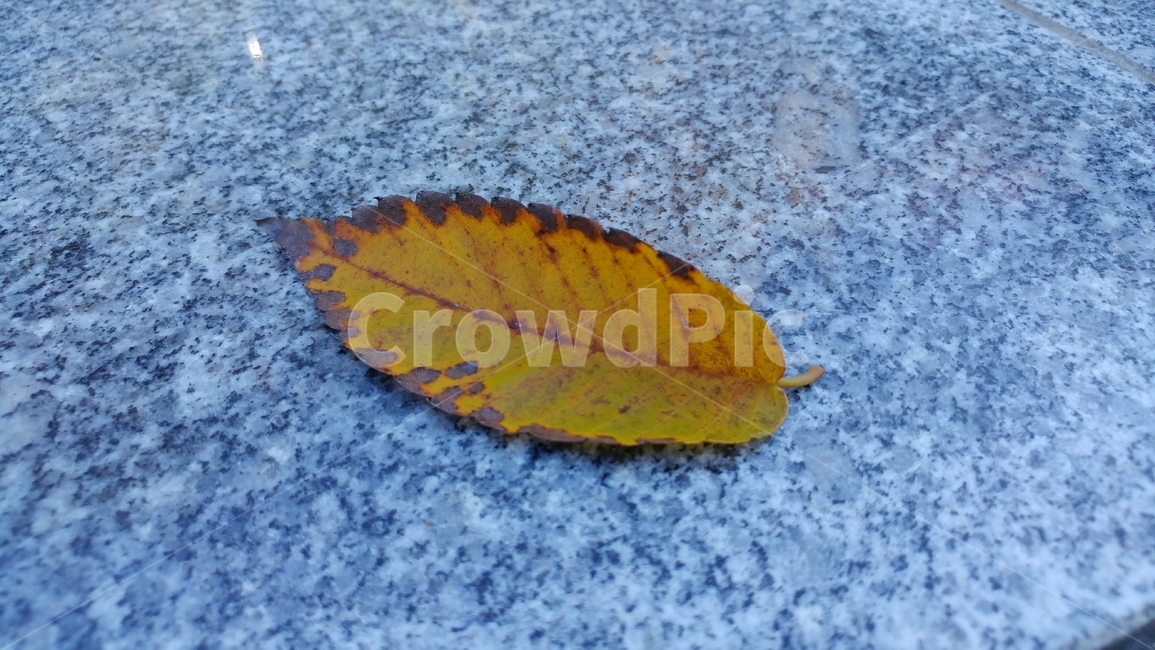 낙엽,가을,노랑,갈색,고독,쓸쓸함,빛바램,가을,계절,fall,autumn,season,leaf,잎,plant,식물