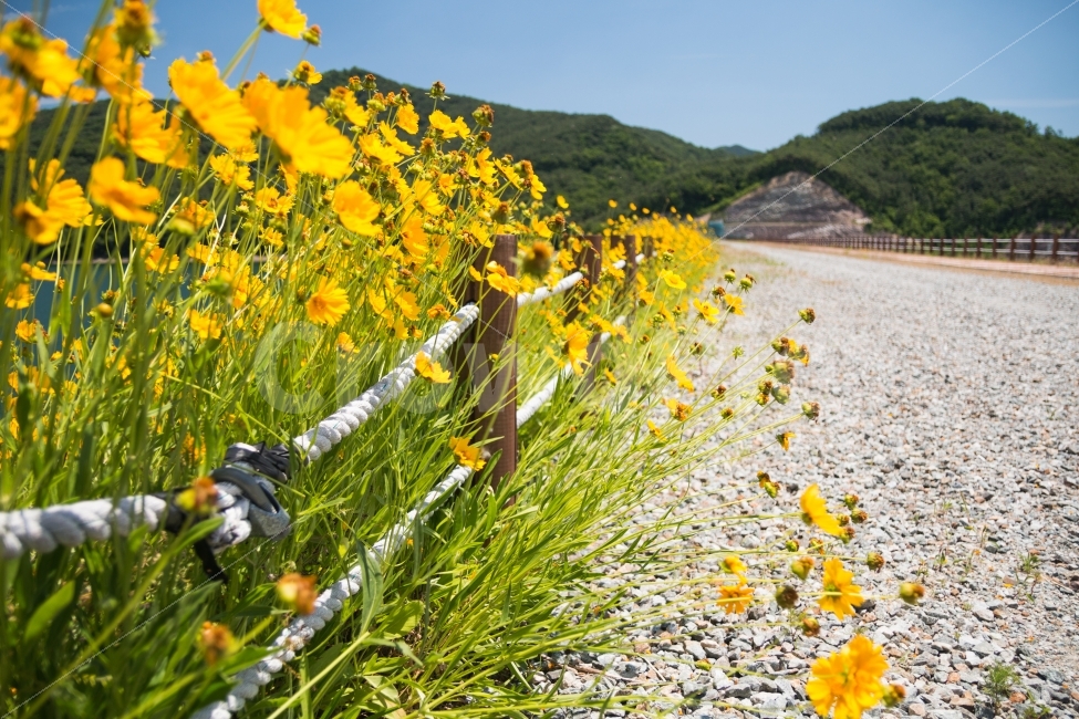 풍경,거리,댐,꽃,여름,노랑,식물,자연,plants,nature,풍경,landscape,꽃,flower,plant