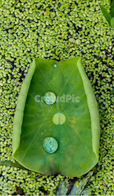 물방울,개구리밥,문양,무늬,습지,식물,자연,plants,nature