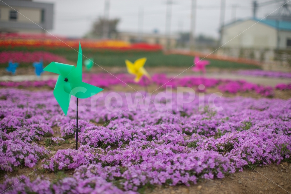튤립,꽃밭,꽃,컬러풀,풍경,화단,나들이,소풍,바람개비,식물,자연,plants,nature,꽃,flower,사물,물건,오브젝트,thing,object,matter